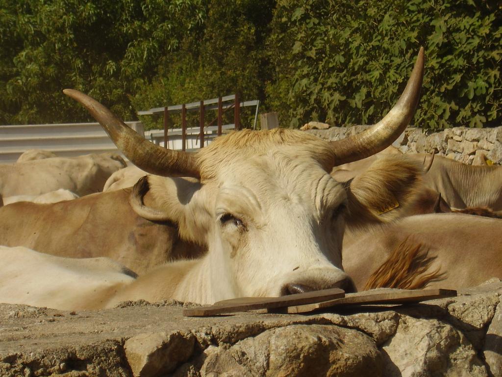 Farm stay Cuile De Molino