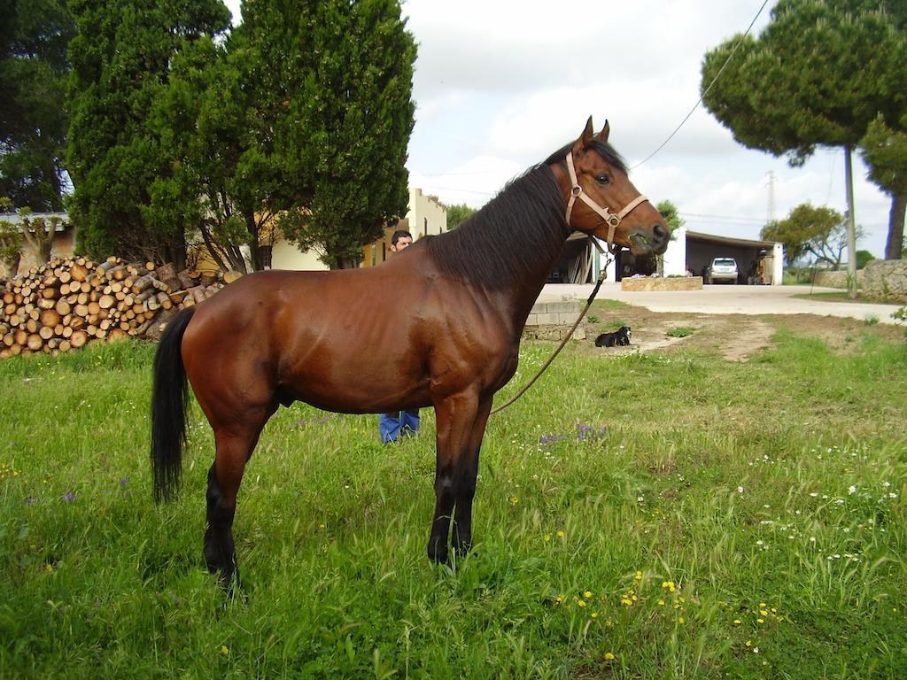 Agriturismo Cuile De Molino Farm stay Porto Torres