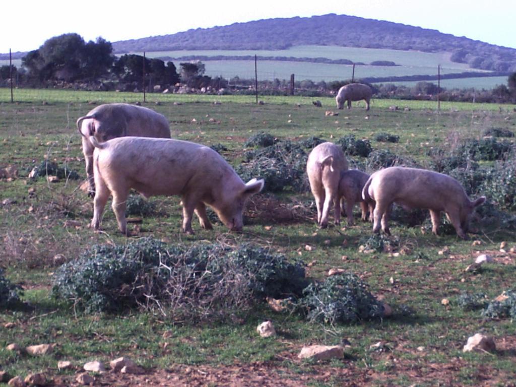 Cuile De Molino Alojamento de Turismo Rural Porto Torres