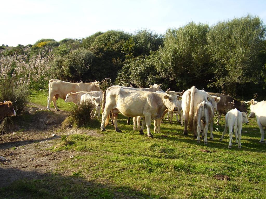 Cuile De Molino Alojamento de Turismo Rural Porto Torres