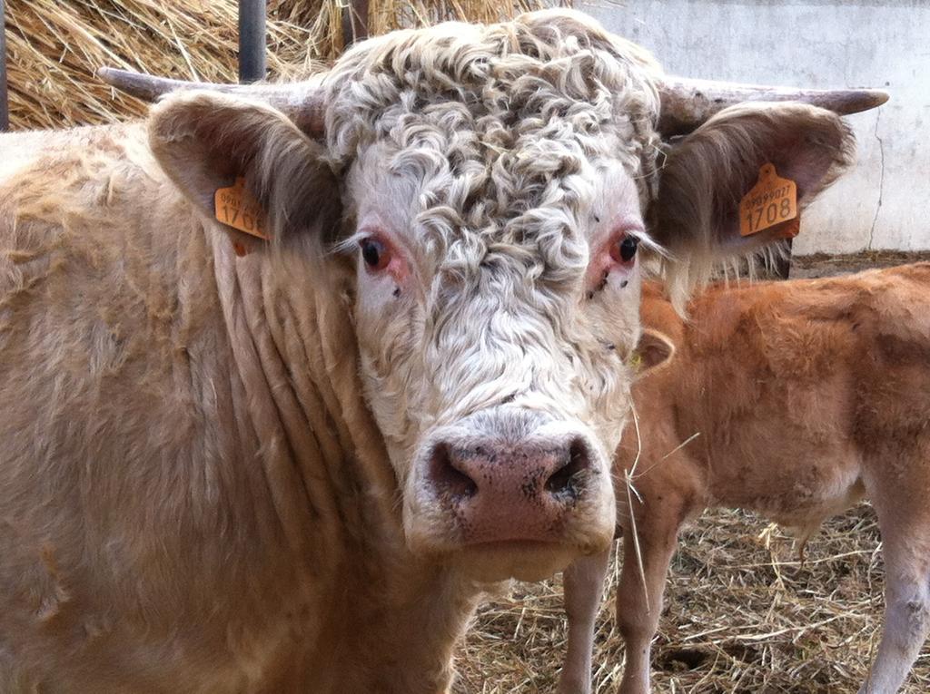 Cuile De Molino Alojamento de Turismo Rural