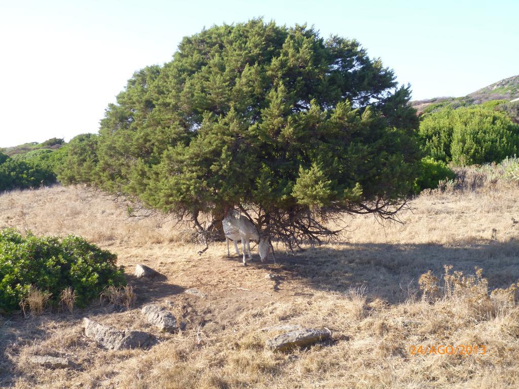 Cuile De Molino *